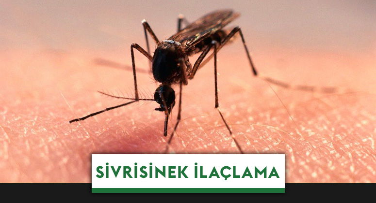 Çorlu Sivri Sinek İlaçlama